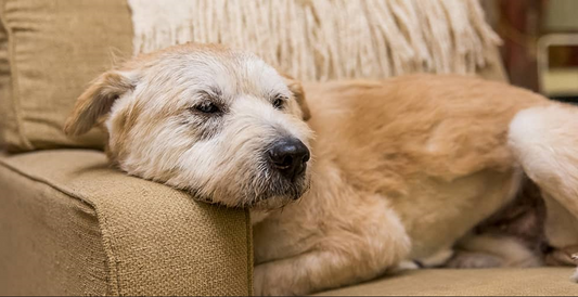 Máte staršího psa? 5 klíčových ingrediencí pro zdravé a šťastné stárnutí